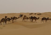 Djerba – ideální místo pro rodinnou dovolenou