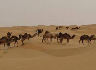 Djerba – ideální místo pro rodinnou dovolenou